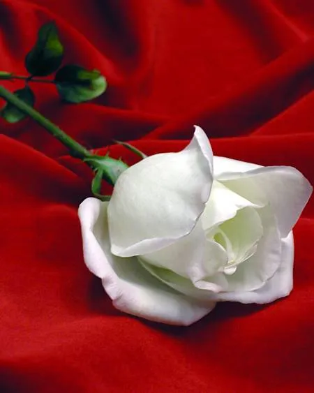 NOCHE SILENCIOSA: Canción de la rosa blanca.