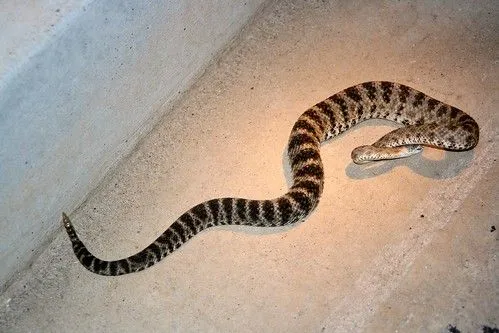 Noche de vívoras/Snake night | Flickr - Photo Sharing!