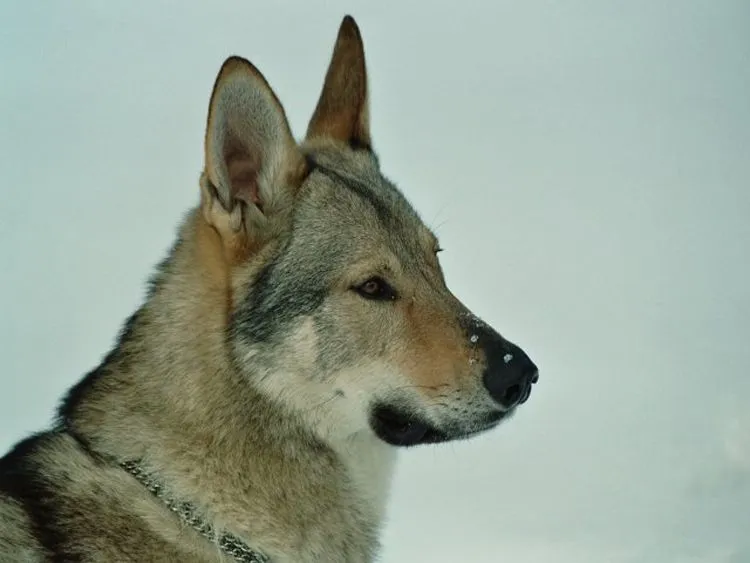 Fotos de perros lobos - Imagui