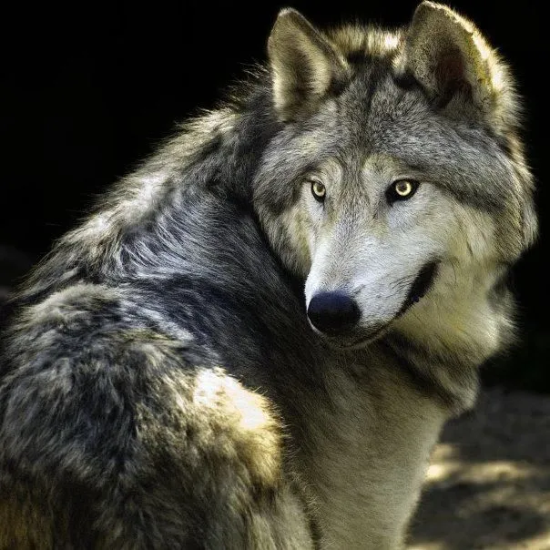 SIETE NOCHES MAGICAS: ENERO... LUNA DE LOBO