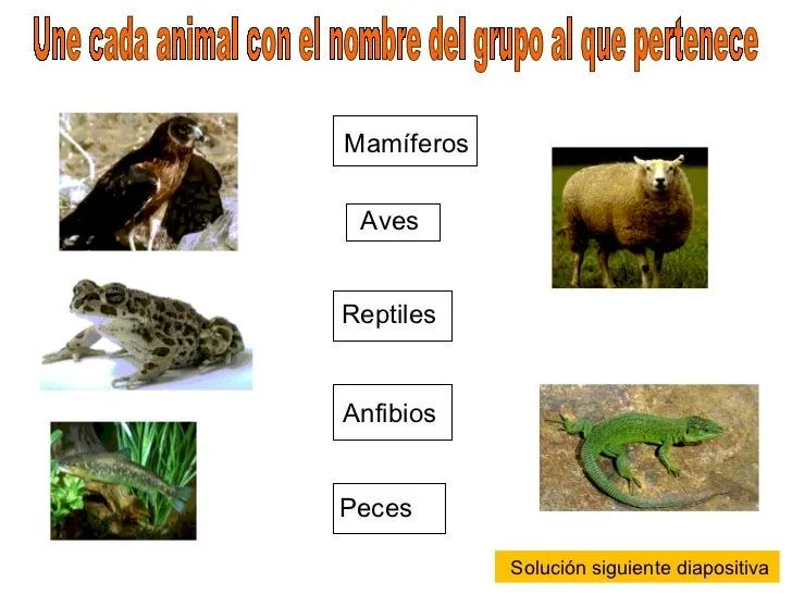Nombre de animales reptiles - Imagui