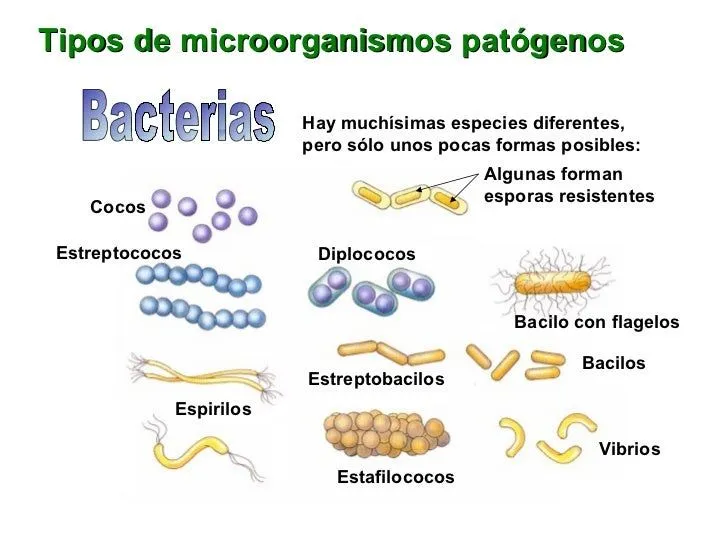 Nombre De Las Bacterias - Imagui