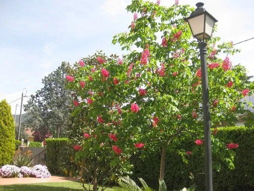 Nombre de esta especie de árbol | Cuidar de tus plantas es facilisimo.