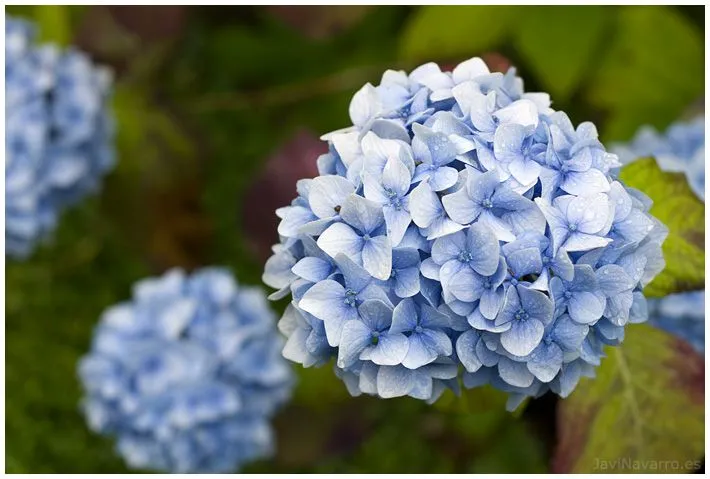 Nombre de flores celestes - Imagui