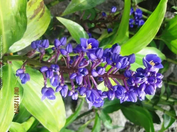 Nombre de flores moradas - Imagui