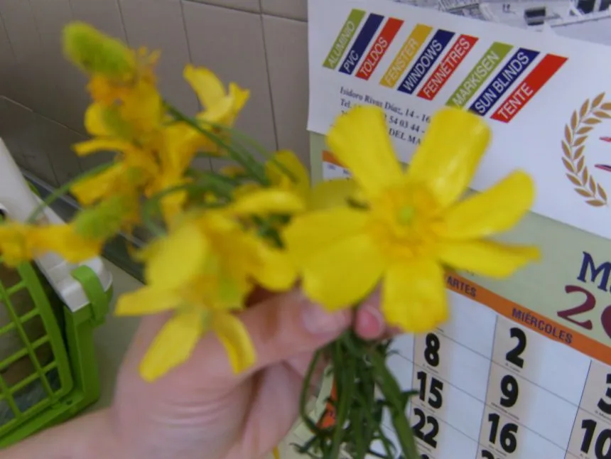 Nombre de esta herbacea granate y esta bella flor amarilla ...