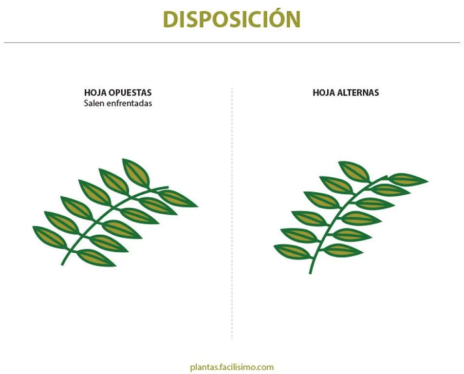 nombre de hojas acorazonadas | Cuidar de tus plantas es facilisimo.