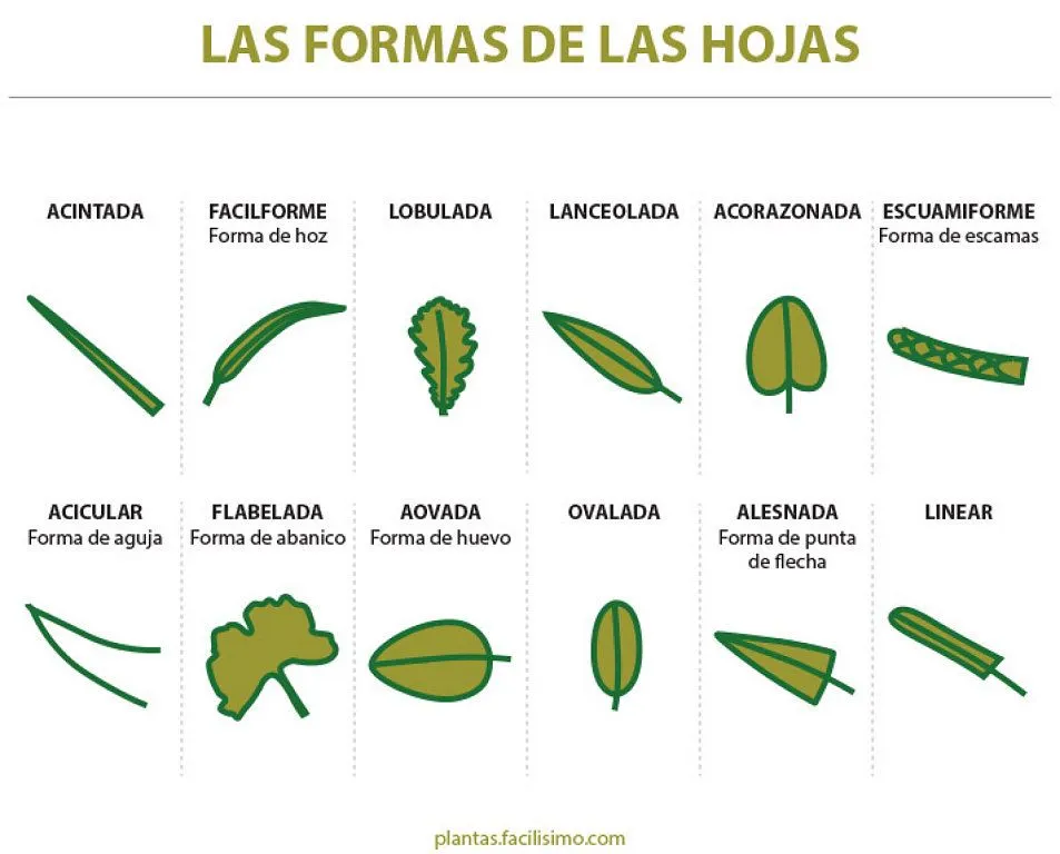 nombre de hojas de plantas | Cuidar de tus plantas es facilisimo.