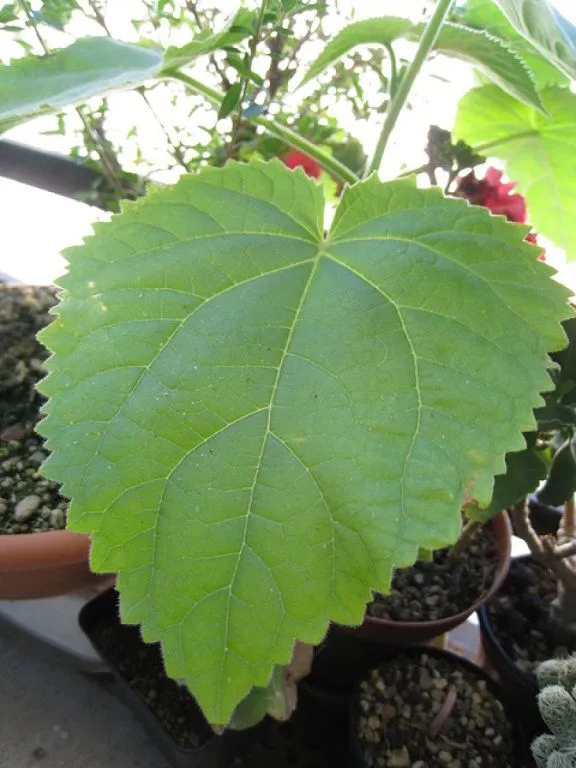 te de boldo | Cuidar de tus plantas es facilisimo.