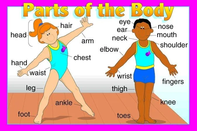 Nombre de las partes del cuerpo en inglés - Imagui