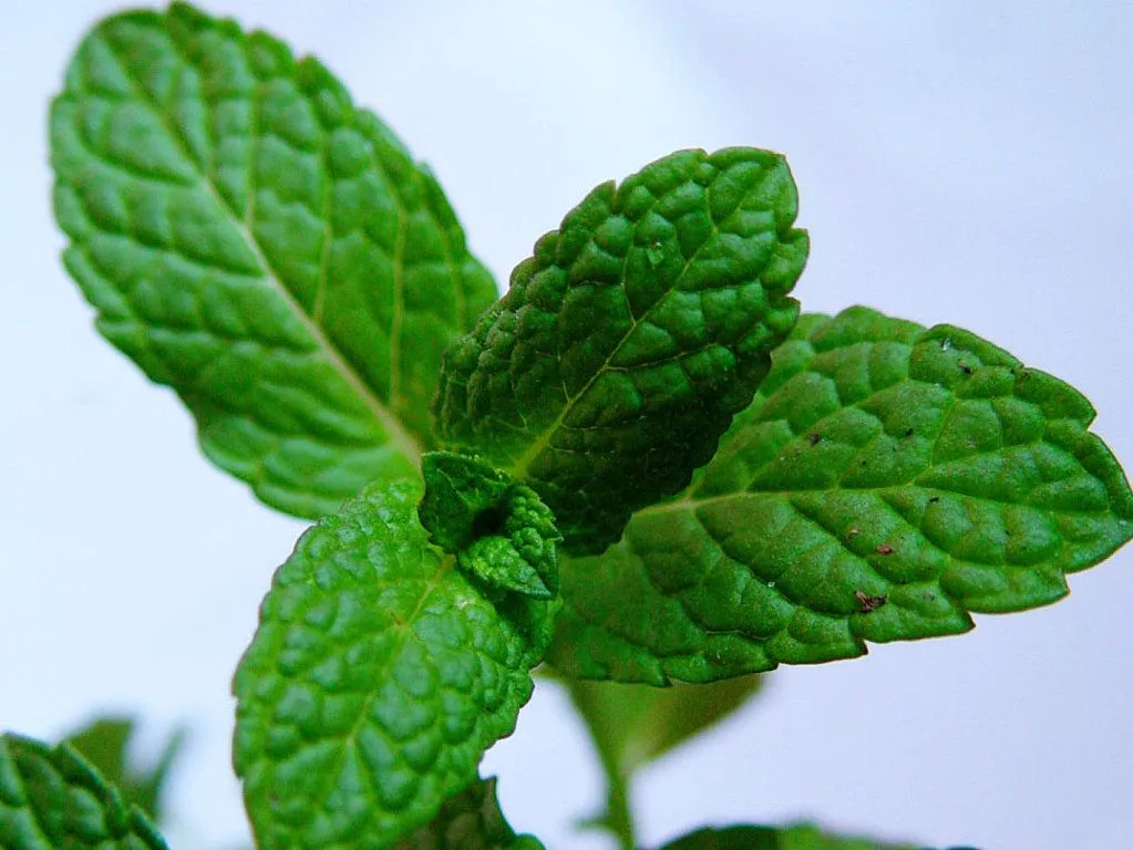 nombre de 5 plantas medicinales | Cuidar de tus plantas es facilisimo.