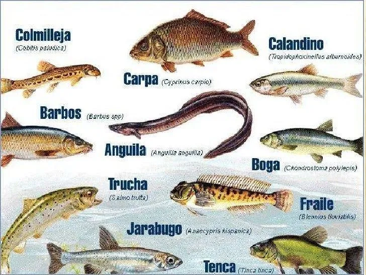 Nombres de los animales acuaticos - Imagui