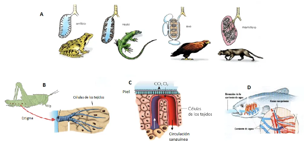 Nombres de animales aeroterrestres - Imagui