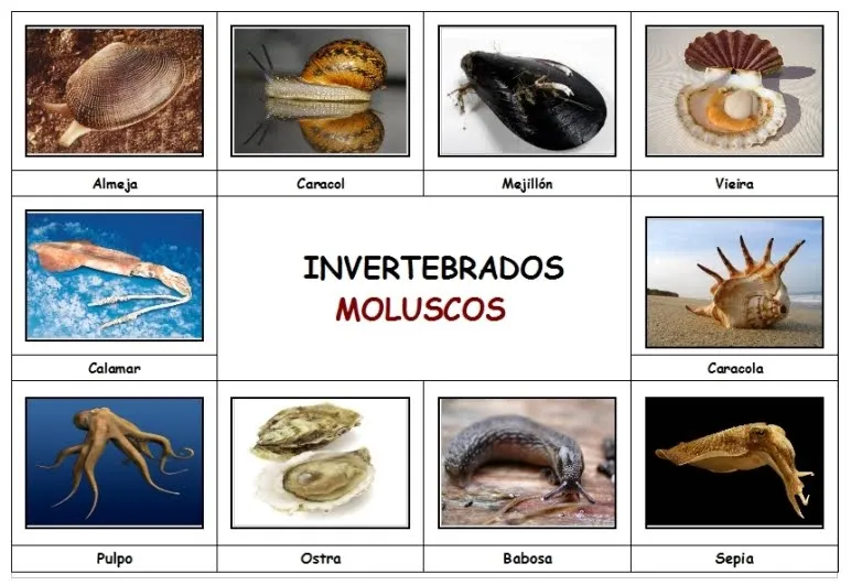 Nombres de animales invertebrados - Imagui