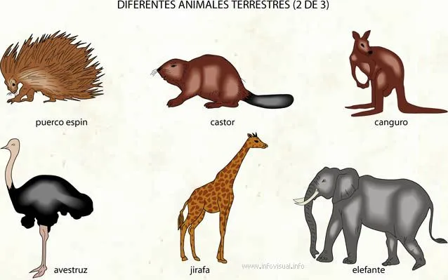 Nombres de animales terrestre dibujo - Imagui