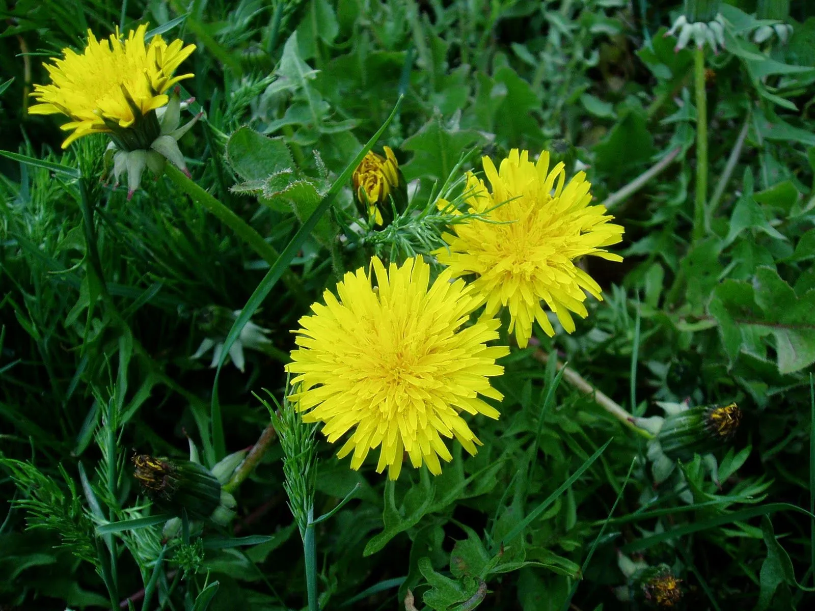 NOMBRES COMUNES DE PLANTAS | rioMoros