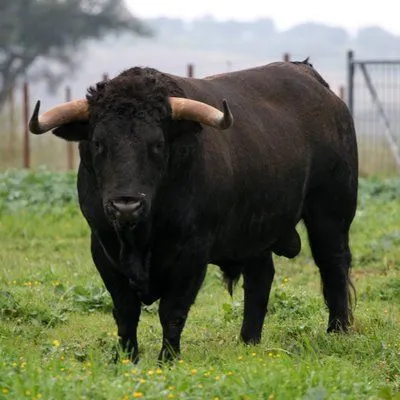 Nombres y Cualidades de los toros | olefaenagsm