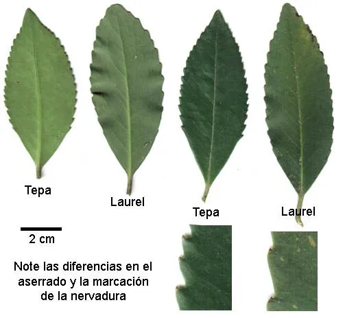 Nombres hojas de arboles - Imagui