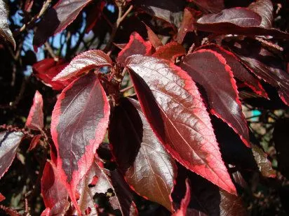 nombres de hojas de plantas (4) | Cuidar de tus plantas es ...