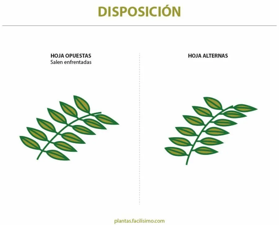 Nombres de hojas de plantas | Plantas