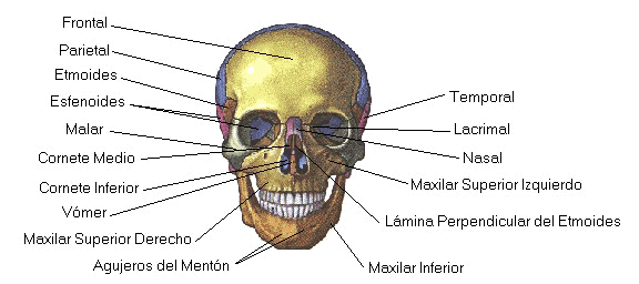 Dibuja Los huesos den la cabeza y Sus partestes - Imagui