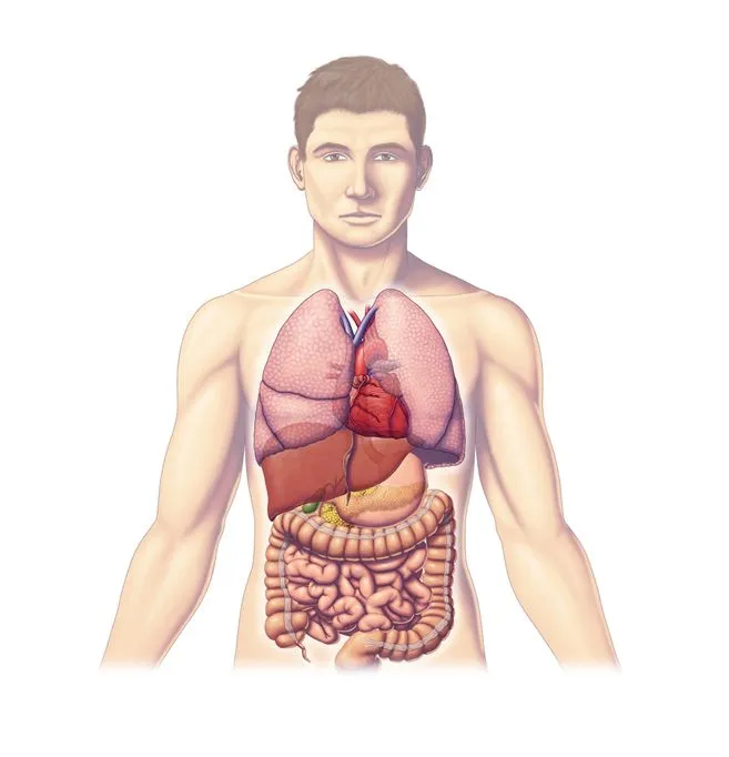 Nombres de los organos del cuerpo humano - Imagui