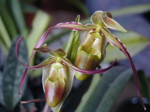 Nombres de orquideas - Imagui