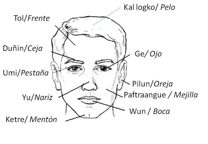 Nombres de las partes de la cara - Imagui