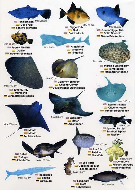 Nombres de peces - Imagui