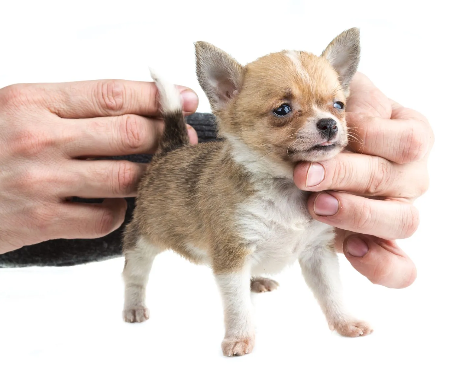 Nombres de perros - 1000 nombres para llamar a tu perro