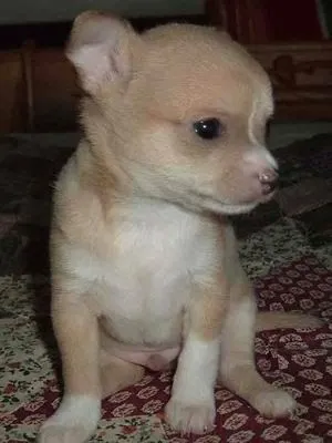 Nombres Para Perros Chihuahuas Bebes