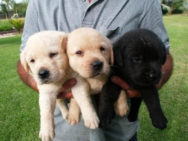 Nombres para Perros El Labrador Retriever, la raza de perros ...