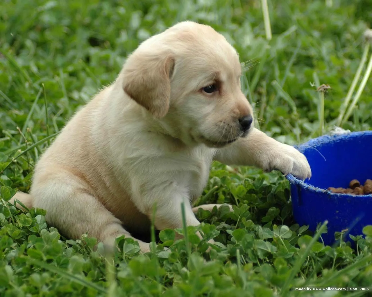 Nombres para Perros El Labrador Retriever, la raza de perros ...