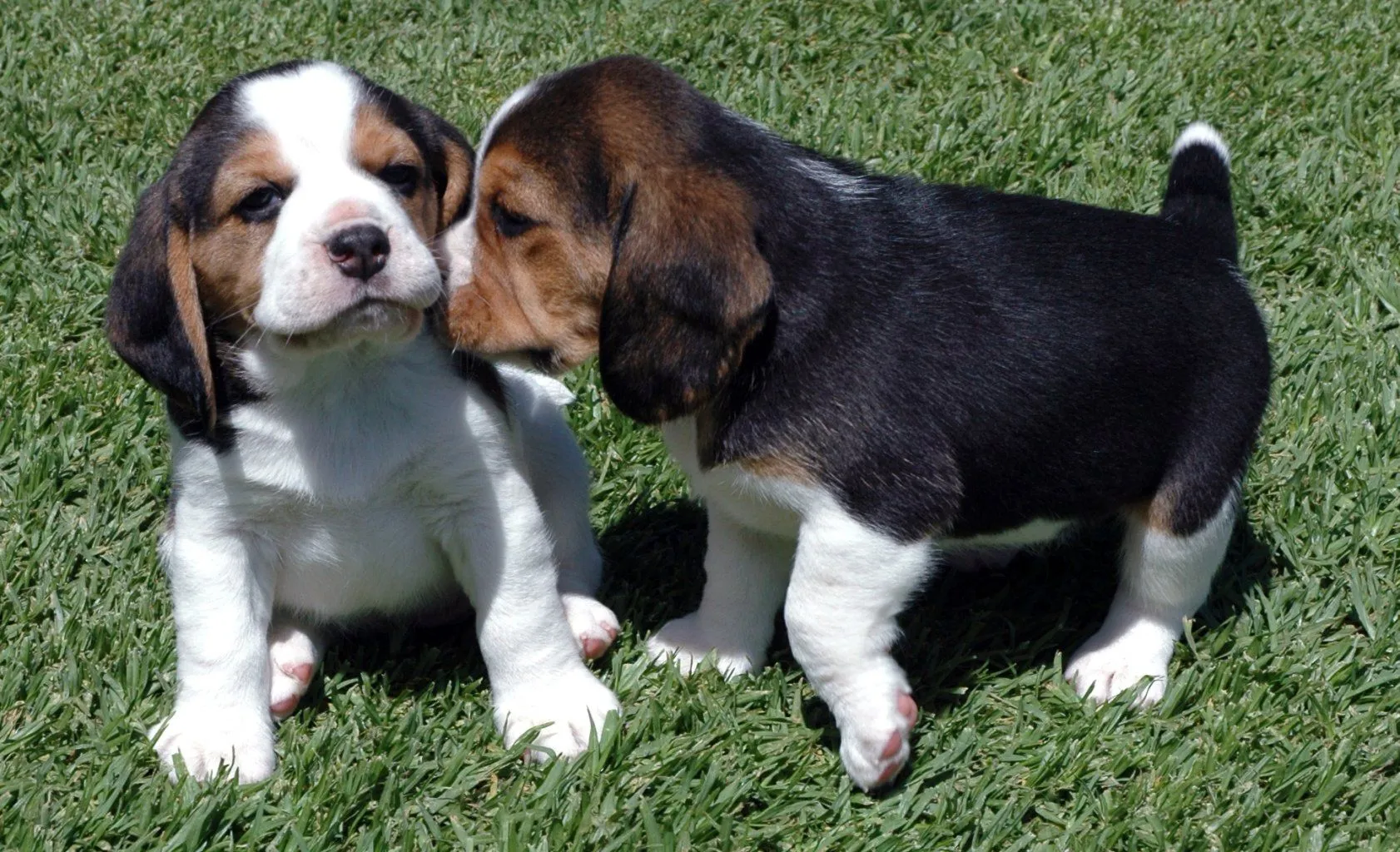 Nombres para Perros La raza de perros Beagle - Nombres para Perros