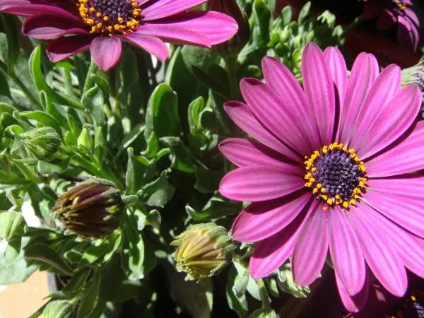 plantas con flor - Foro de InfoJardín