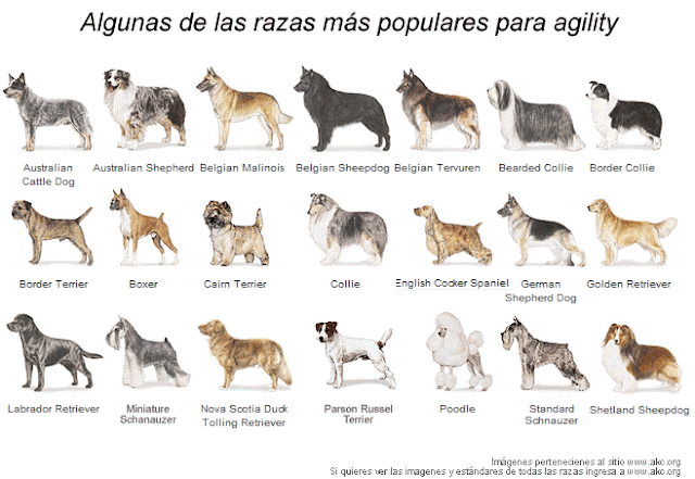 razas-de-perros-4615.jpg.gif