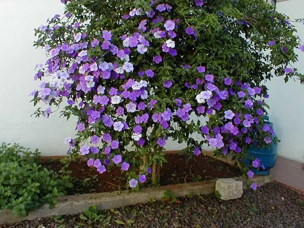 Índice de Fotos de Arbusto de flores roxas claras e escuras ...