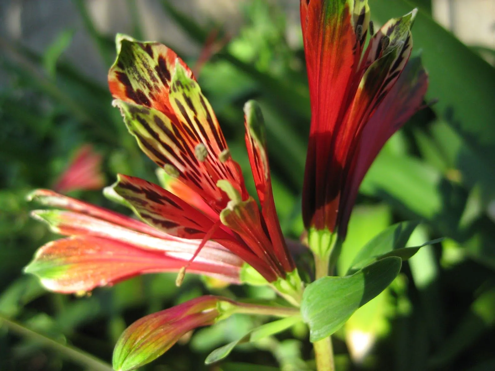 noriña , deco artesanal: Las flores de mi jardín