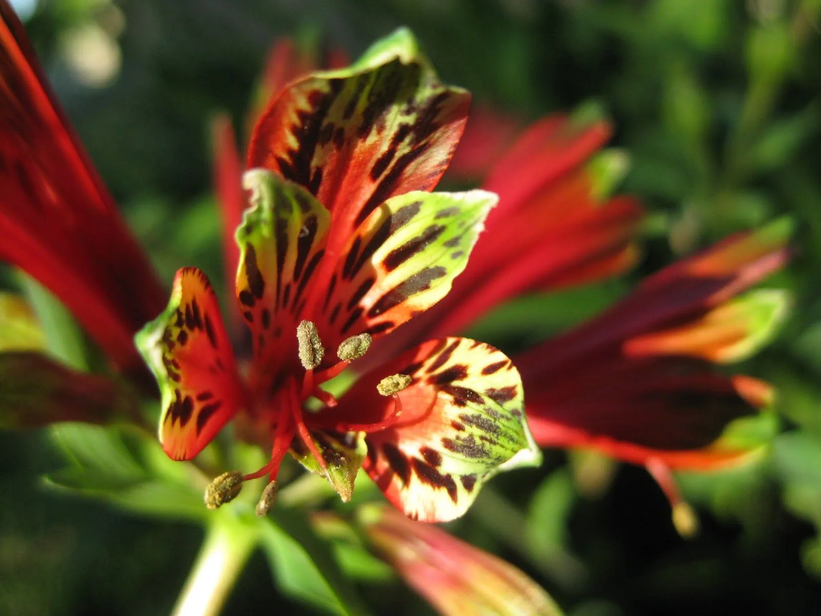 noriña , deco artesanal: Las flores de mi jardín