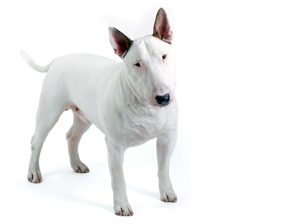 Nós, os Cachorros - No Japão: Raças de Cachorro: Bull Terrier