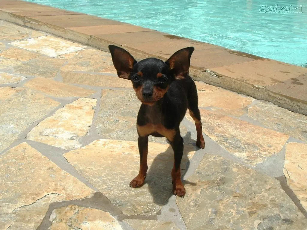 Nós, os Cachorros - No Japão: Raças De Cachorro: Pinscher