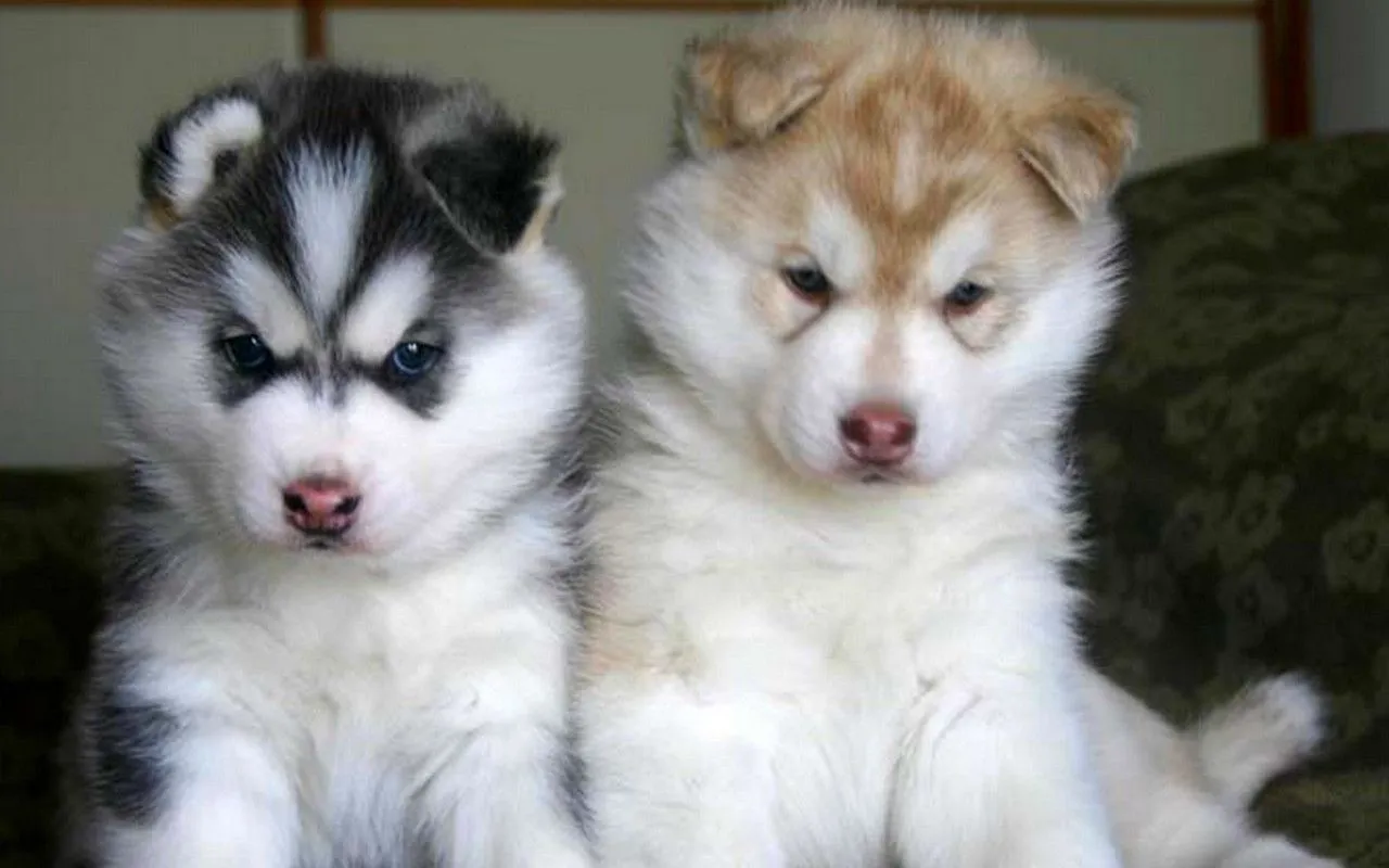 Nós, os Cachorros - No Japão: Raças de Cachorro: Husky Siberiano