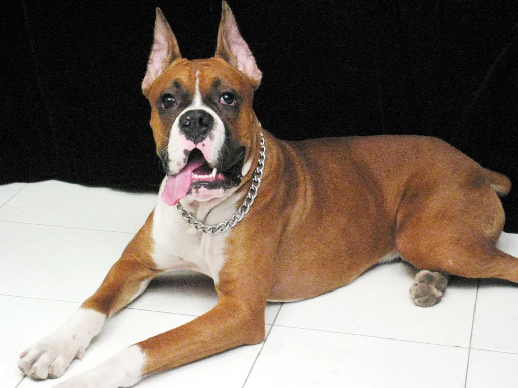 Nós, os Cachorros - No Japão: Raças de Cachorro: Boxer