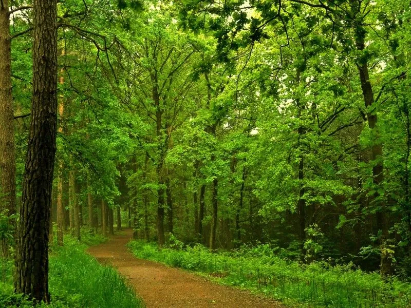 LA NOSTALGIA Y EL RECUERDO: LA SERENIDAD DE LOS BOSQUES