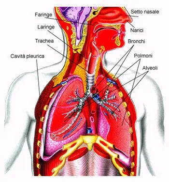 Le nostre attività più... interessanti?!: L'APPARATO RESPIRATORIO