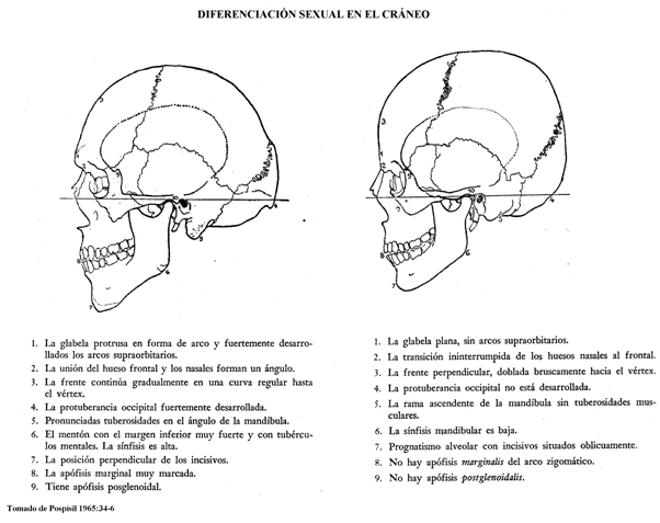 Notas de antropología para medicos forenses (página 2 ...