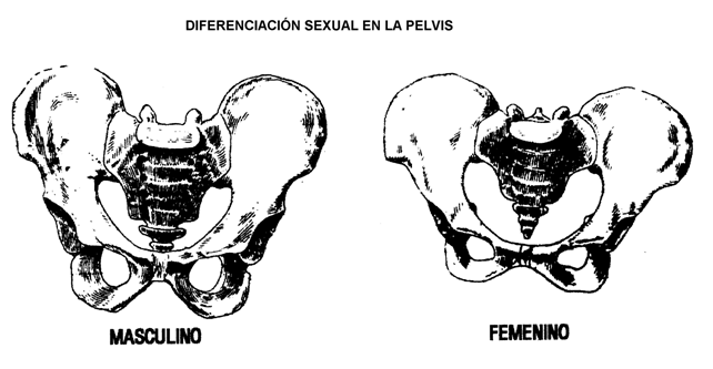 Notas de antropología para medicos forenses (página 2) - Monografias.