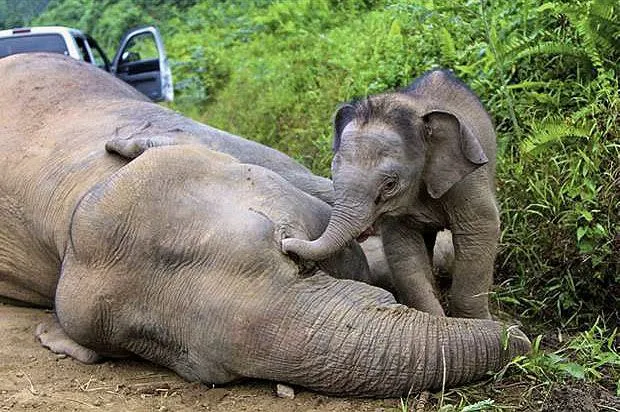 Noticia] Indignación por imagen de cría de elefante despertando a ...