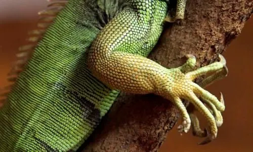 Noticias Ambientales Internacionales: El 19% de los reptiles están ...