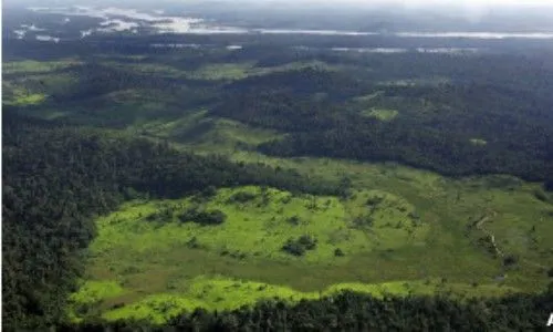 Noticias Ambientales Internacionales: El daño a la selva amazónica ...